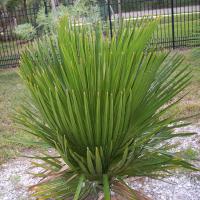 Copernicia macroglossa