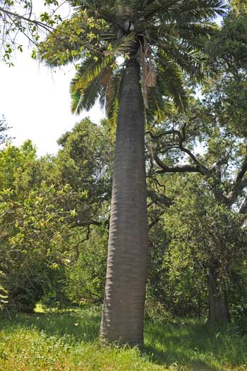 Jubaea chilensis (Chilean Wine Palm)