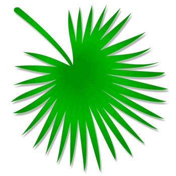 Palmate palm leaf shape