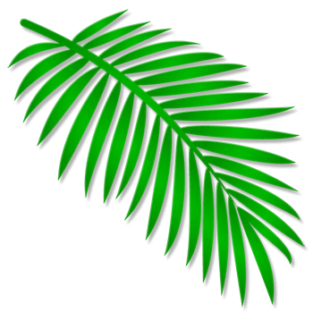 Pinnate palm leaf shape